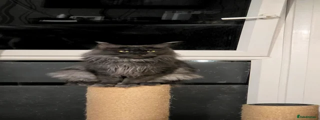 Mia
