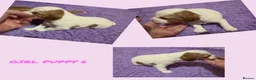 Australian Labradoodle dogs for sale: Fully health tested Australian Labradoodle puppies - Advert 11