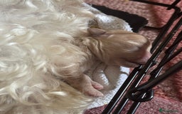Maltipoo dogs for sale: Premium health tested toy teddybear maltipoo’s - Image 9