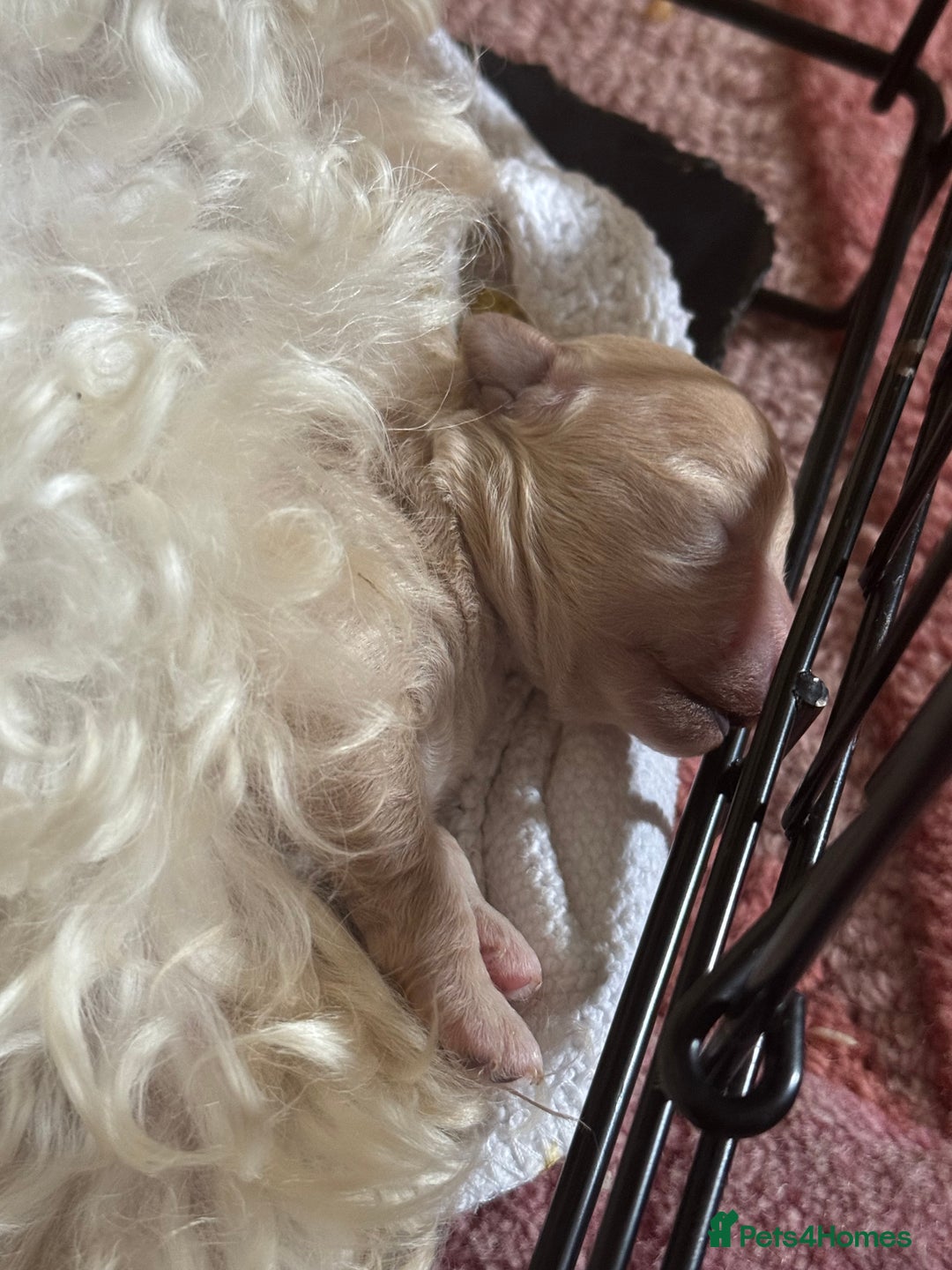 Maltipoo dogs for sale: Premium health tested toy teddybear maltipoo’s - Image 9