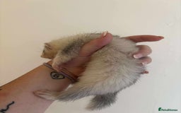 Ferret rodents for sale: Ferret kits READY TO GO NOW in Shildon - Image 4