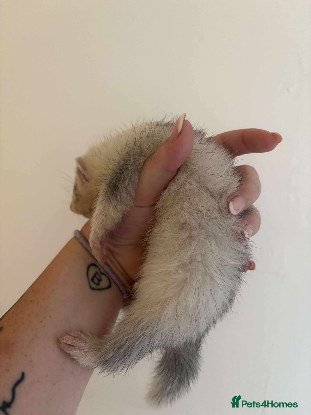 Ferret rodents for sale: Ferret kits READY TO GO NOW in Shildon - Image 4