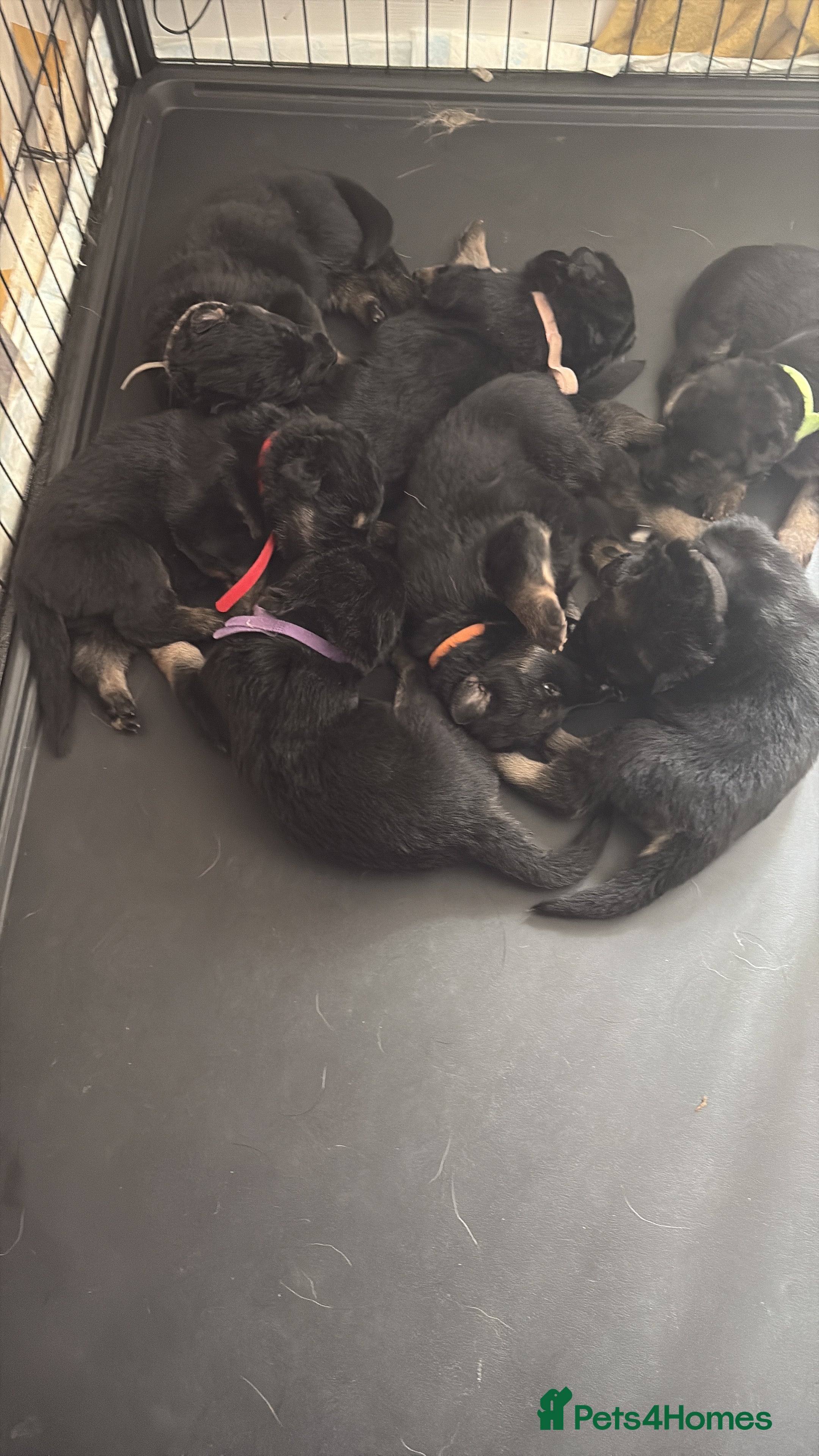 German Shepherd dogs German shepherd puppies  - Advert 16