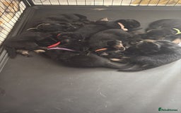 German Shepherd dogs for sale: German shepherd puppies  - Image 1