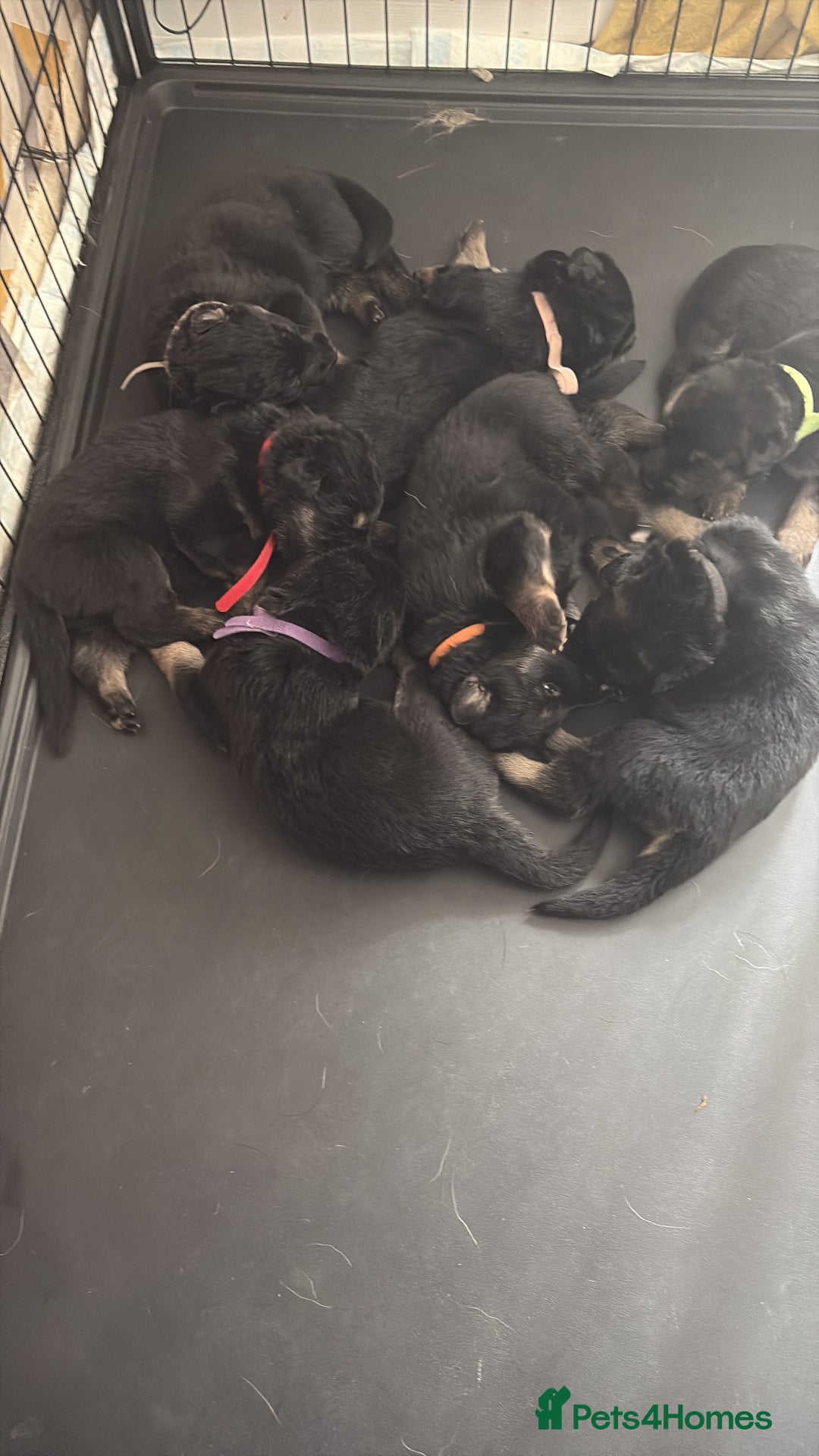 German Shepherd dogs for sale: German shepherd puppies  - Image 1