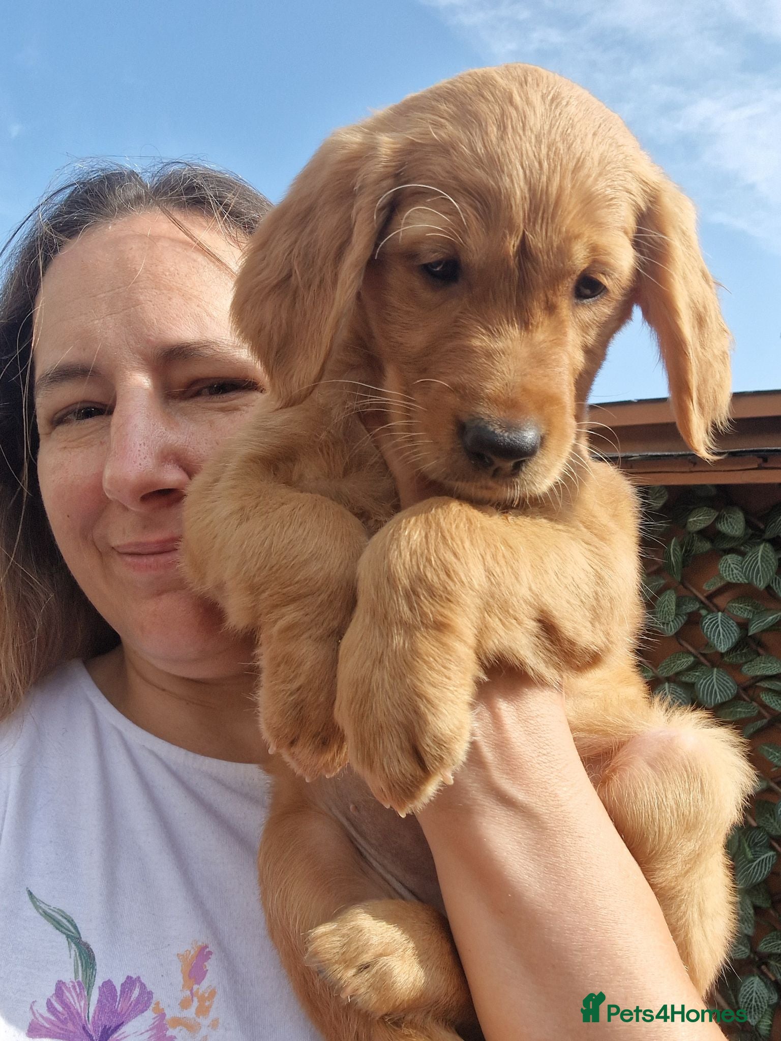 Golden Retriever dogs Girl and boy KC Red Golden Retriever - Advert 6