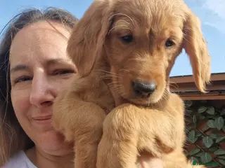 Golden Retriever dogs Girl and boy KC Red Golden Retriever - Advert 6