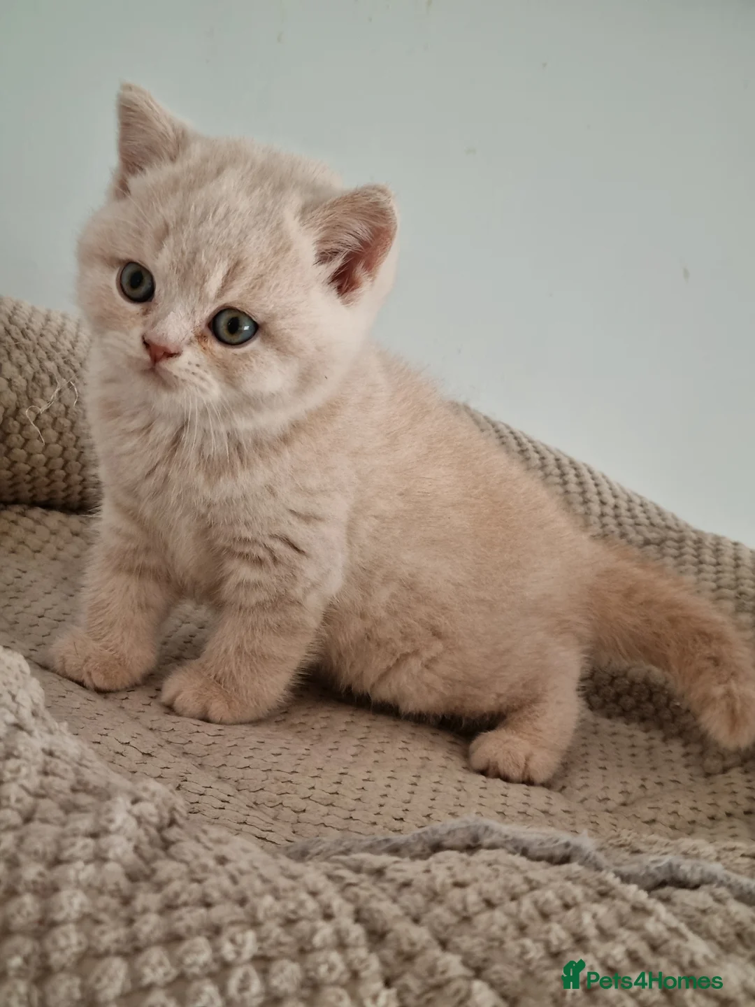 British Shorthair cats for sale: Cream British shorthair boy kitten  - Advert 2