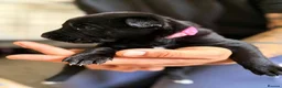 Belgian Shepherd Dog dogs for sale: Stunning Belgian Malinois Puppies  - Advert 7