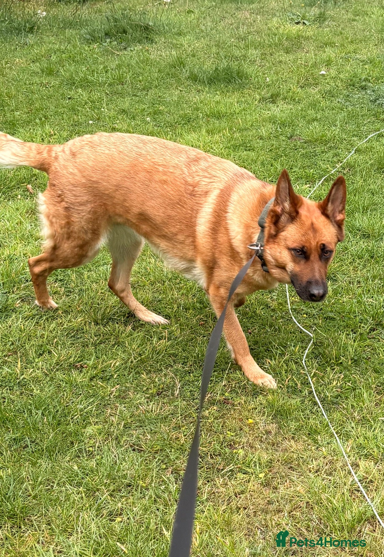 Mixed Breed dogs Looking to rehome - Advert 5