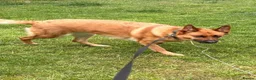 Mixed Breed dogs for sale: Looking to rehome - Advert 1