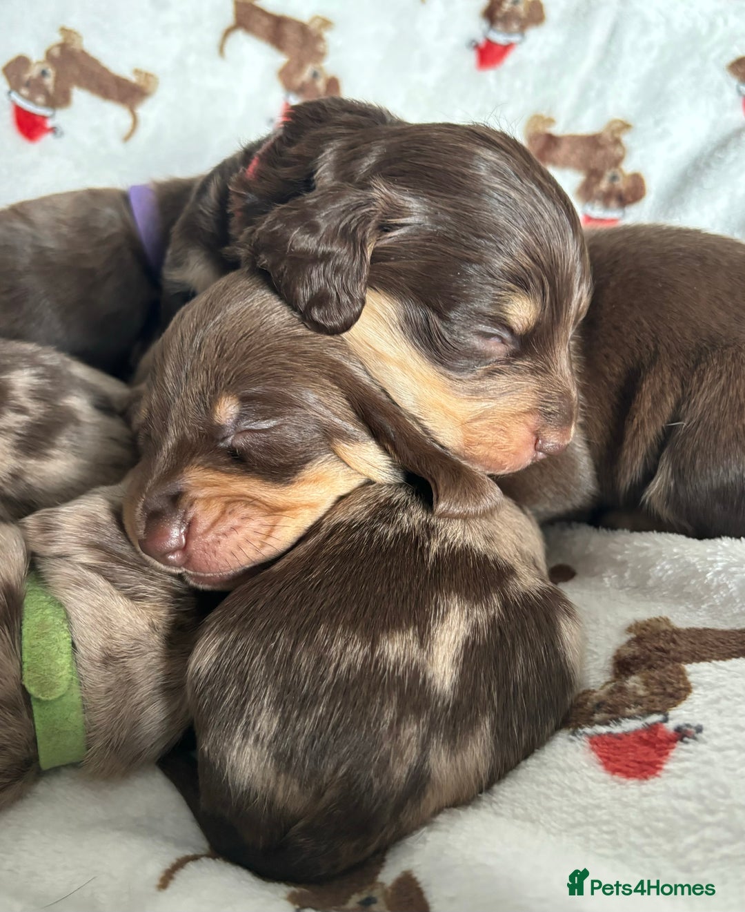 Miniature Dachshund dogs for sale: Last 2 Miniature Dachshund Pups Ready 23rd Dec! - Advert 18