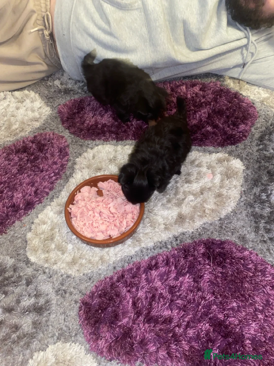 Chihuahua dogs for sale: 2 Black long haired Male chihuahua puppies  - Advert 1