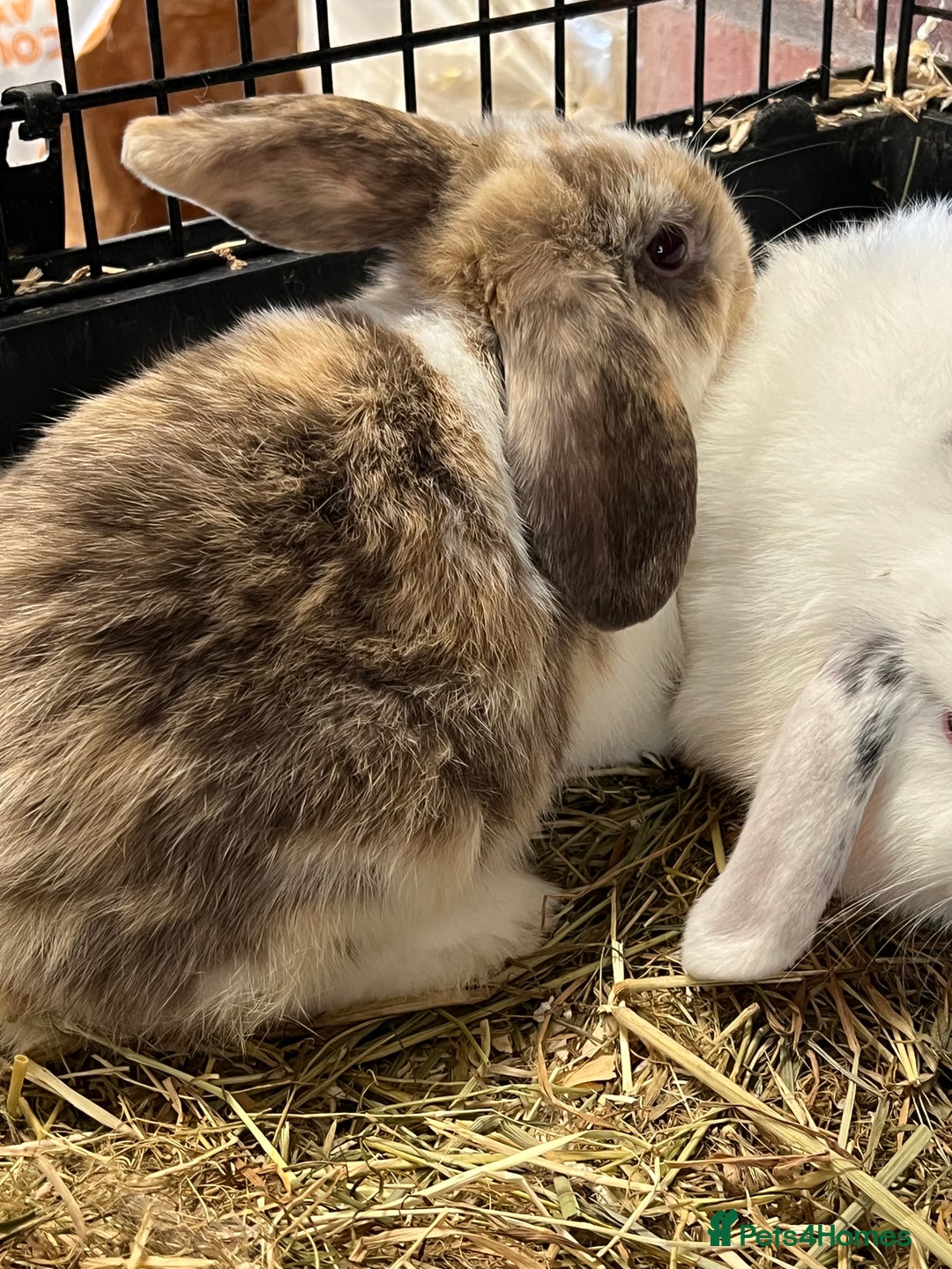 Mini Lop rabbits for sale: Mini Lop Baby Boys - Image 6