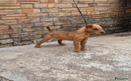 Lakeland Terrier dogs for stud: Quality lakeland standing at stud  - Image 4