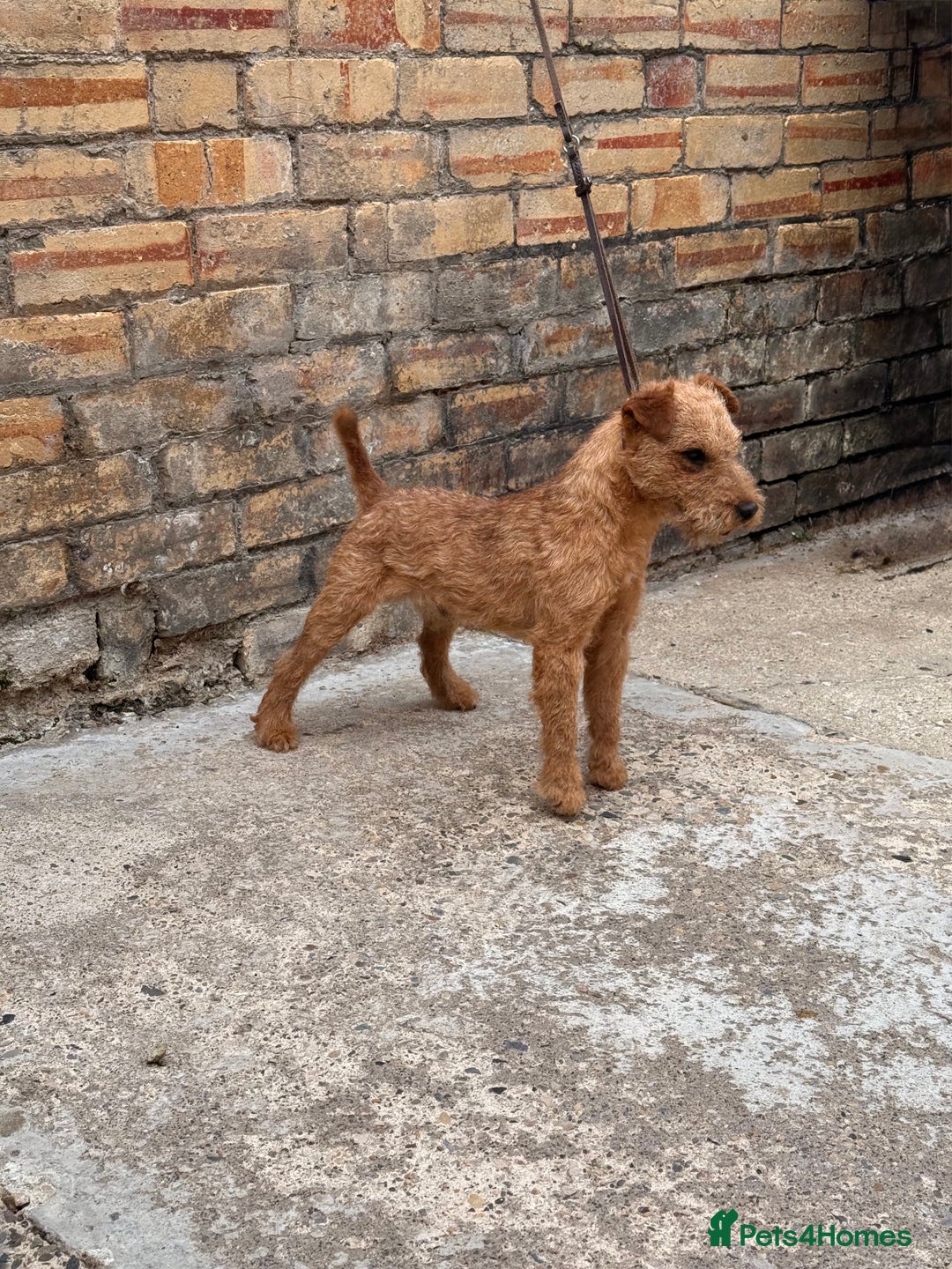 Lakeland Terrier dogs for stud: Quality lakeland standing at stud  - Image 4