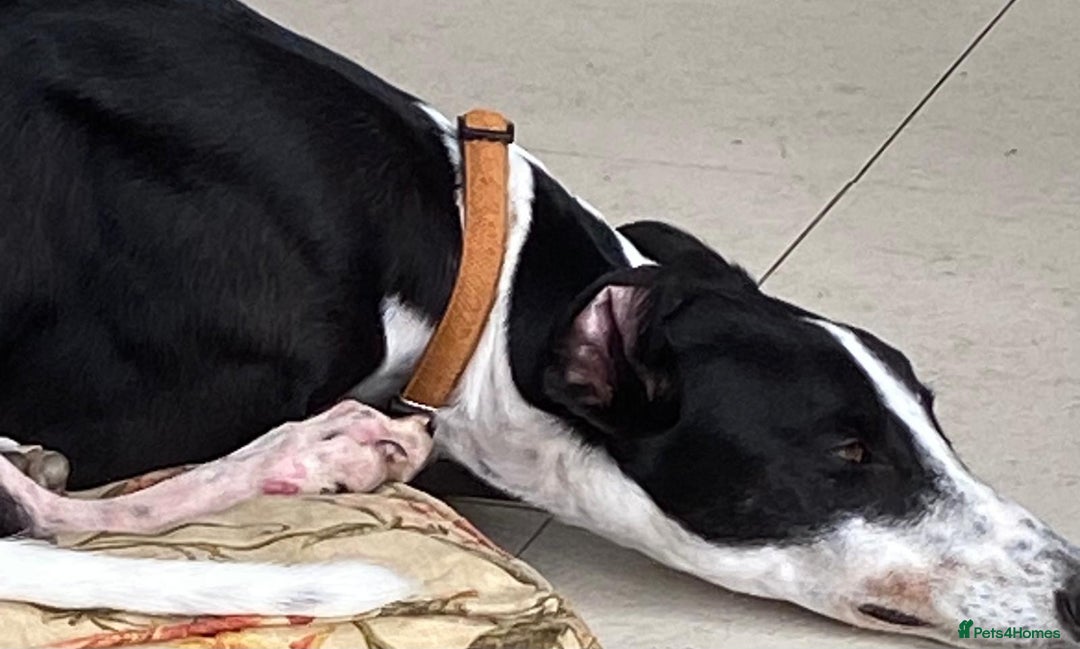 Greyhound dogs for sale: Louie loving house trained greyhound laid back - Image 3