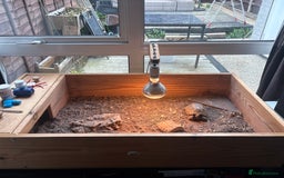 Tortoise reptiles for sale: Adult Horsefield tortoise - Image 2