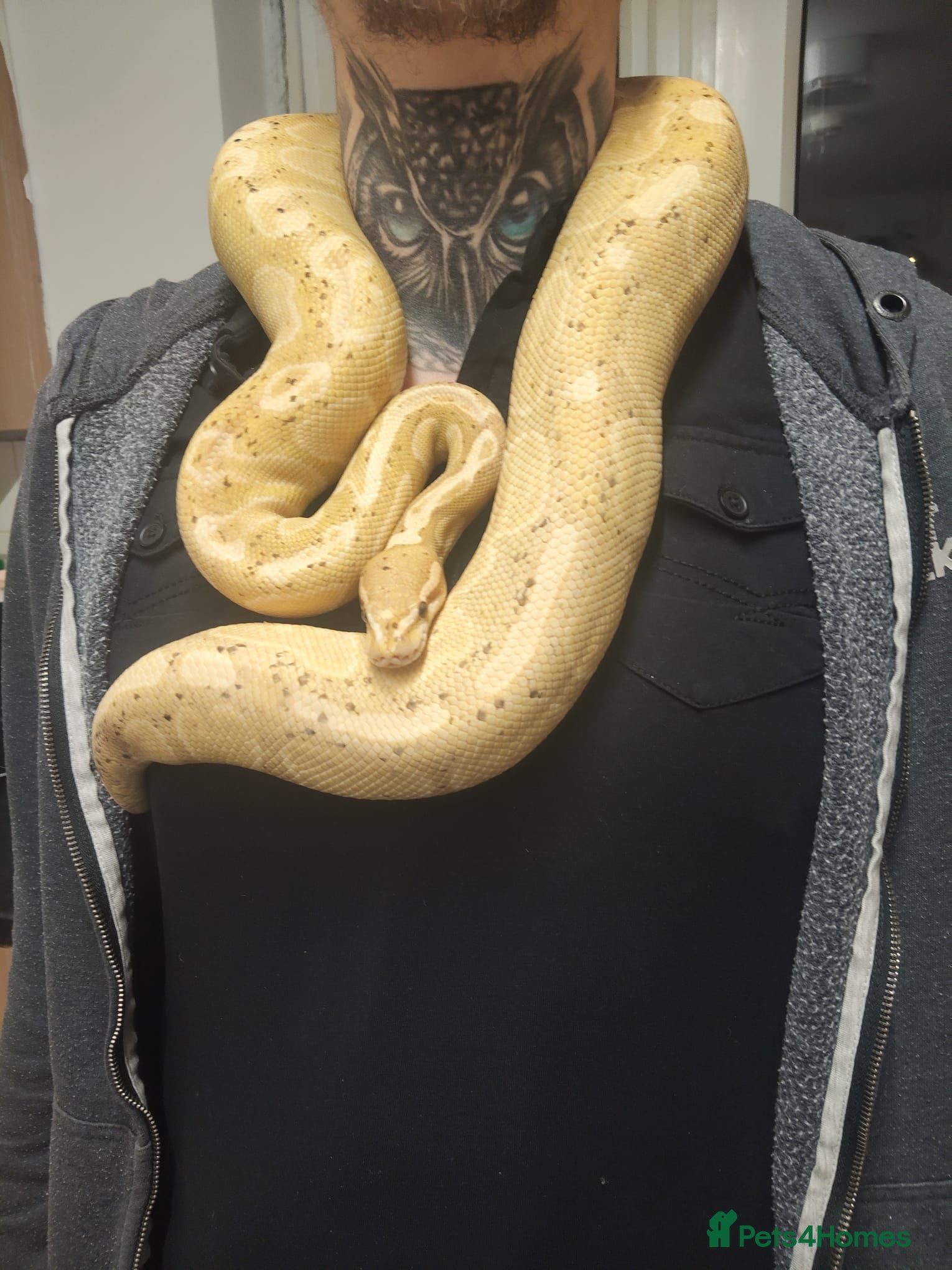 Python Snake reptiles Banana Ghi ball python  - Advert 1
