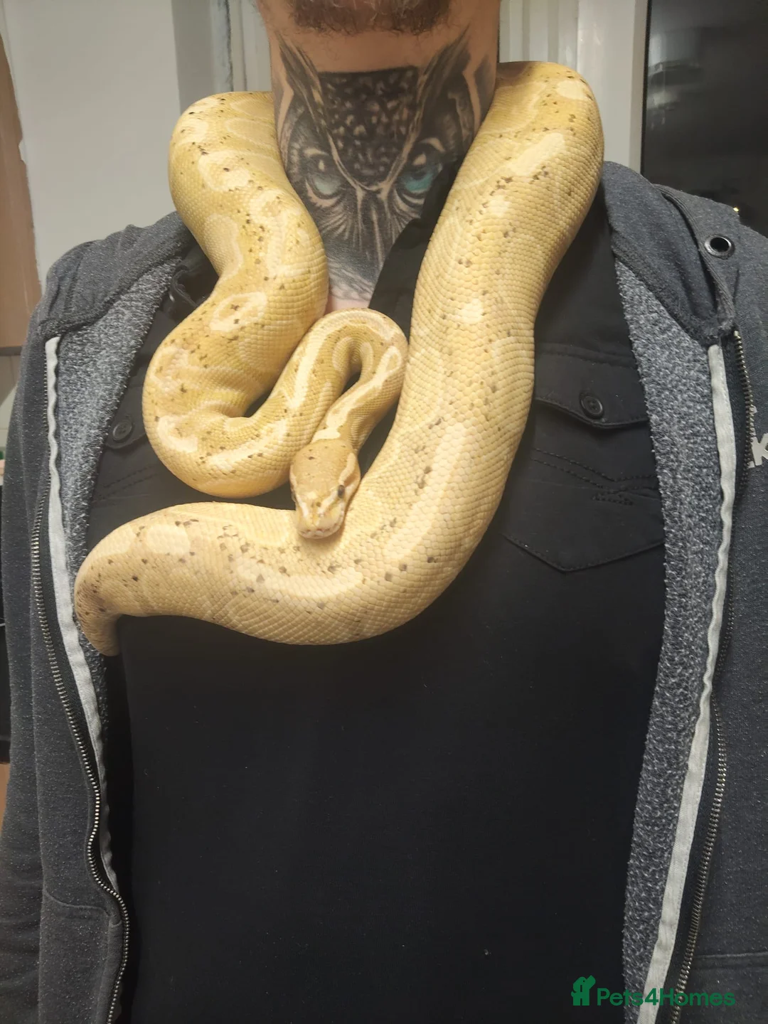 Python Snake reptiles for sale: Banana Ghi ball python  - Advert 1