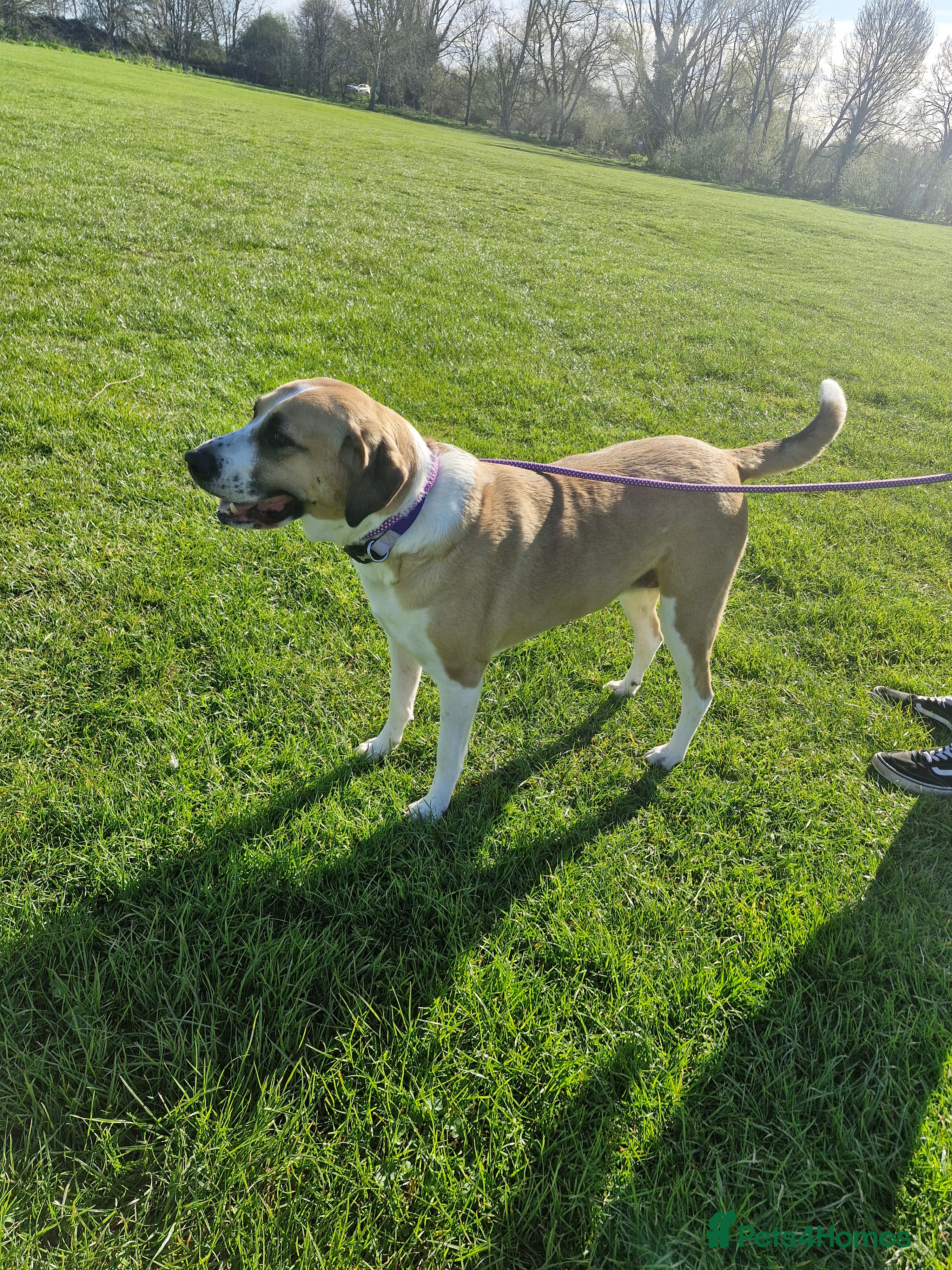 Mixed Breed dogs Rehoming our gentle giant Matilda (tilda or tills) - Advert 17