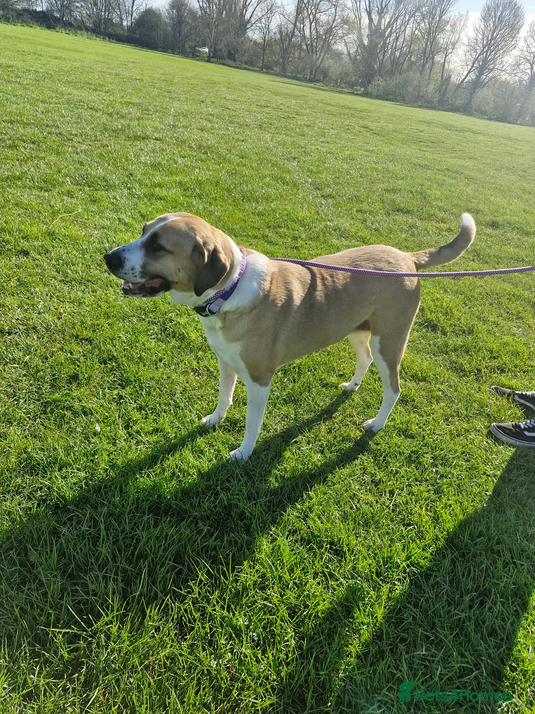 Mixed Breed dogs for sale: Rehoming our gentle giant Matilda (tilda or tills) - Advert 1