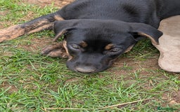 Mixed Breed dogs for sale: Huntaway x Lurcher puppies  - Image 2