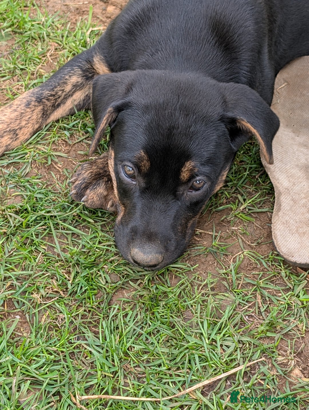Mixed Breed dogs for sale: Huntaway x Lurcher puppies  - Image 2