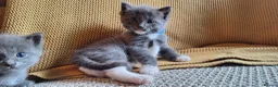 Ragdoll cats for sale: Ragdoll X kittens - extremely cute and fluffy  - Advert 4