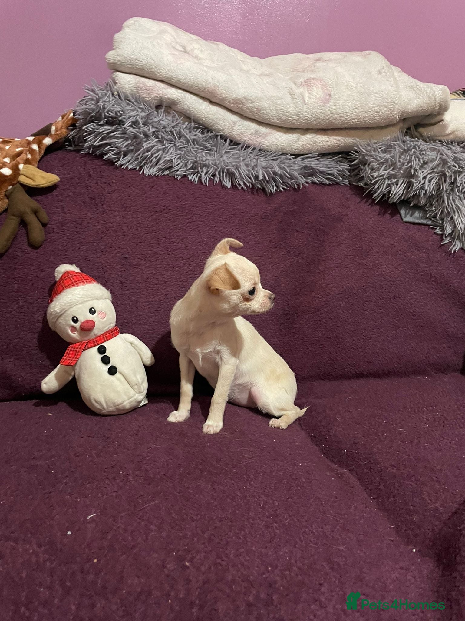 Chihuahua dogs Tiny Tiny chihuahuas  - Advert 4