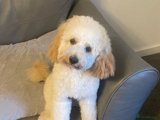 Cockapoo dogs 7 month old cockapoo (Male) - Advert 1