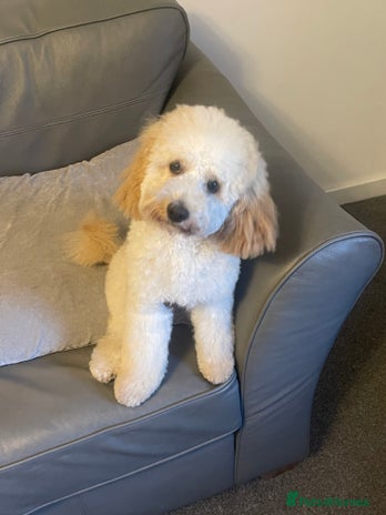 Cockapoo dogs 7 month old cockapoo (Male) - Advert 1