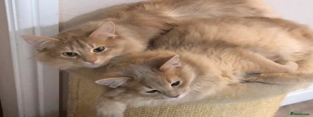 Ziggy and Scrumpy