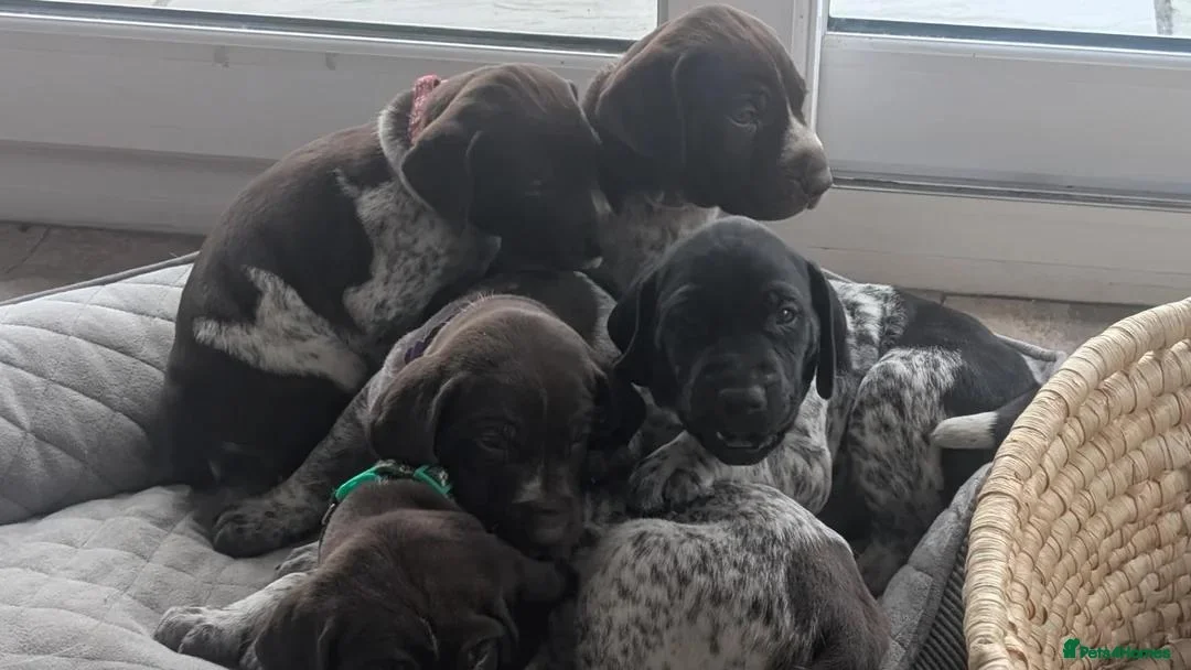 German Shorthaired Pointer dogs for sale: German Shorthaired Pointer puppies - Advert 2