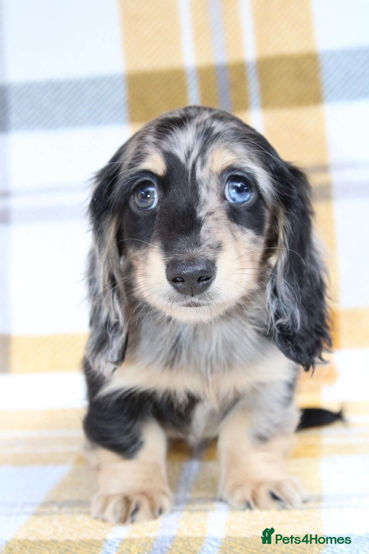 Miniature Dachshund dogs Creams kc registred  - Advert 8