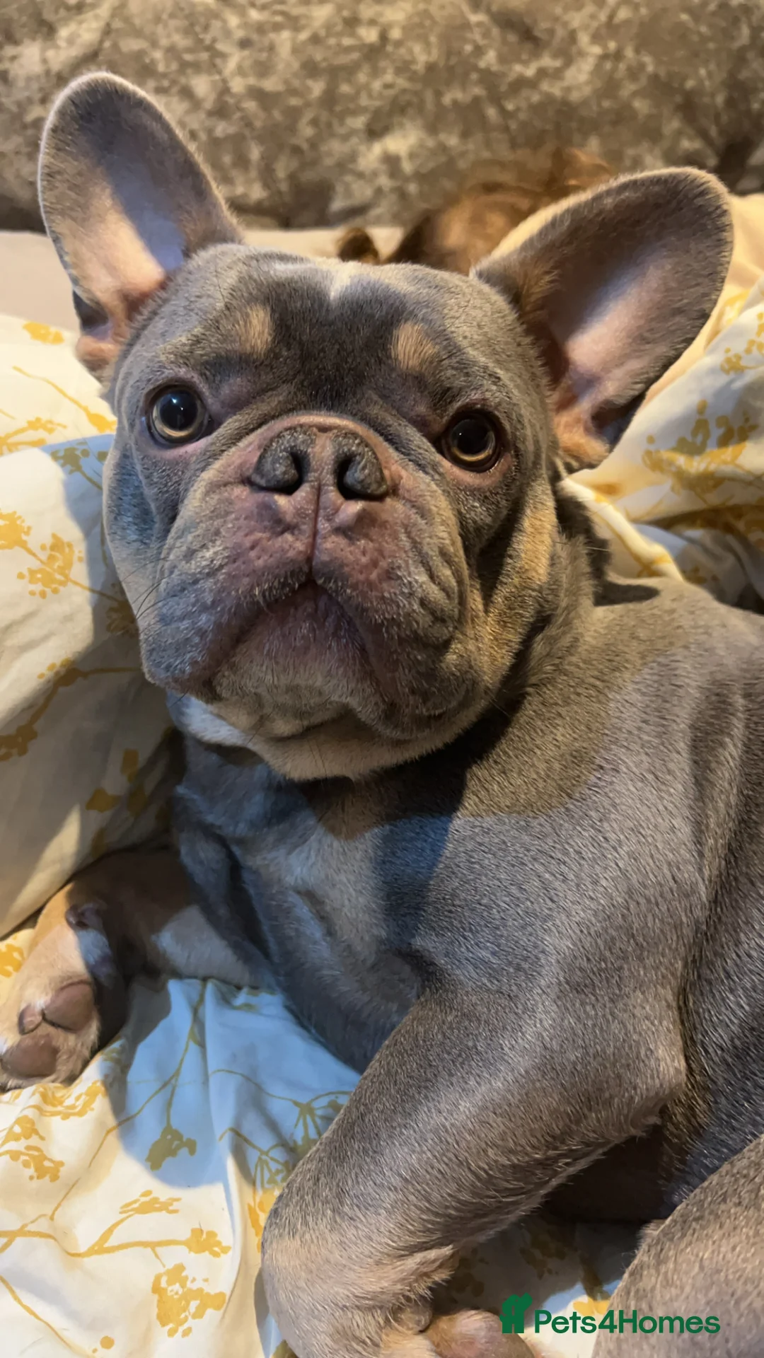 French Bulldog dogs for stud: French bulldog  - Advert 7