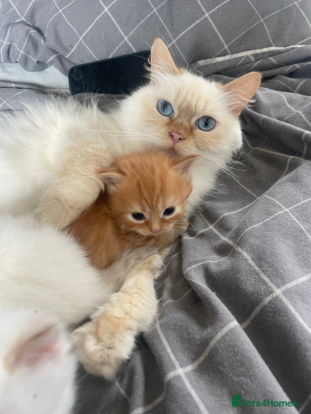 Turkish Angora cats for sale: Turkish Angora  - Image 1