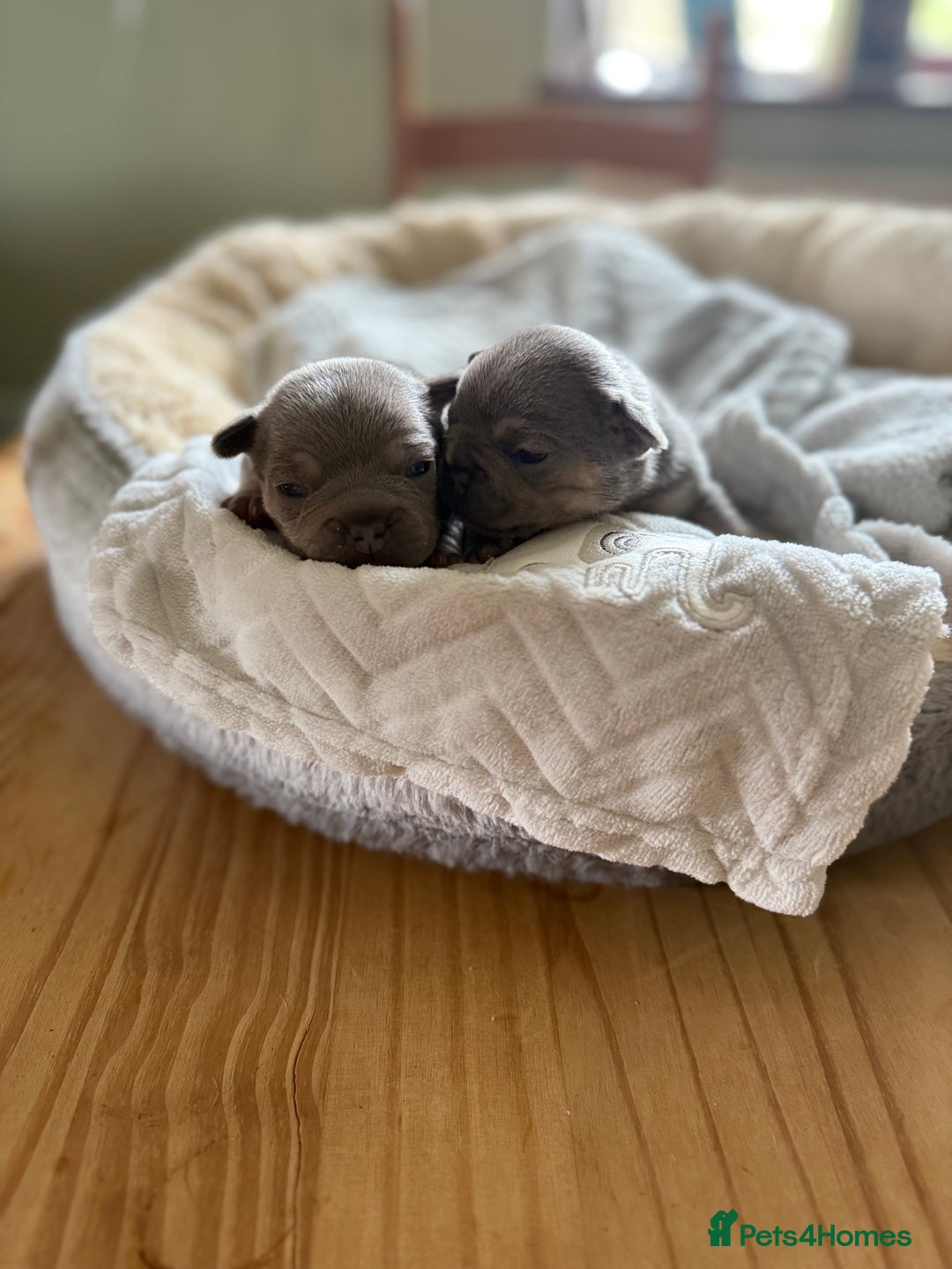 French Bulldog dogs for sale: Stunning litter of French bulldog puppies  - Image 3