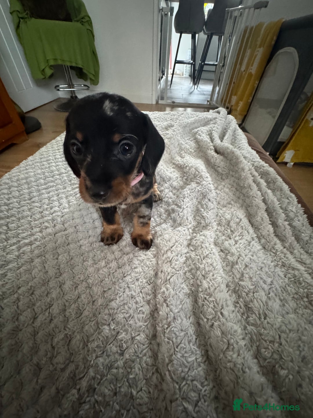 Dachshund dogs for sale: 8 dachshund puppies  - Image 12