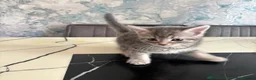 British Shorthair cats for sale: female kitten in Liverpool - Advert 2
