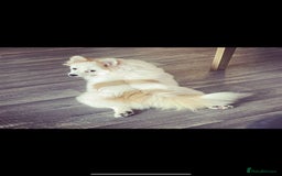 Pomchi dogs for sale: Ready to go 16/07/25  OPEN TO OFFERS - Image 14