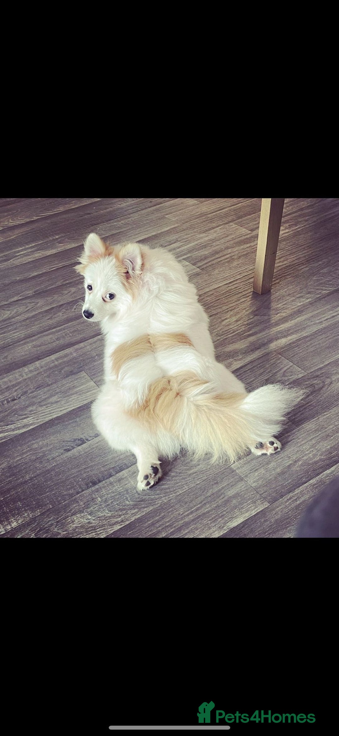 Pomchi dogs for sale: Ready to go 16/07/25  OPEN TO OFFERS - Image 14