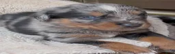 Mixed Breed dogs for sale: Border Rotty puppies for sale  - Advert 2