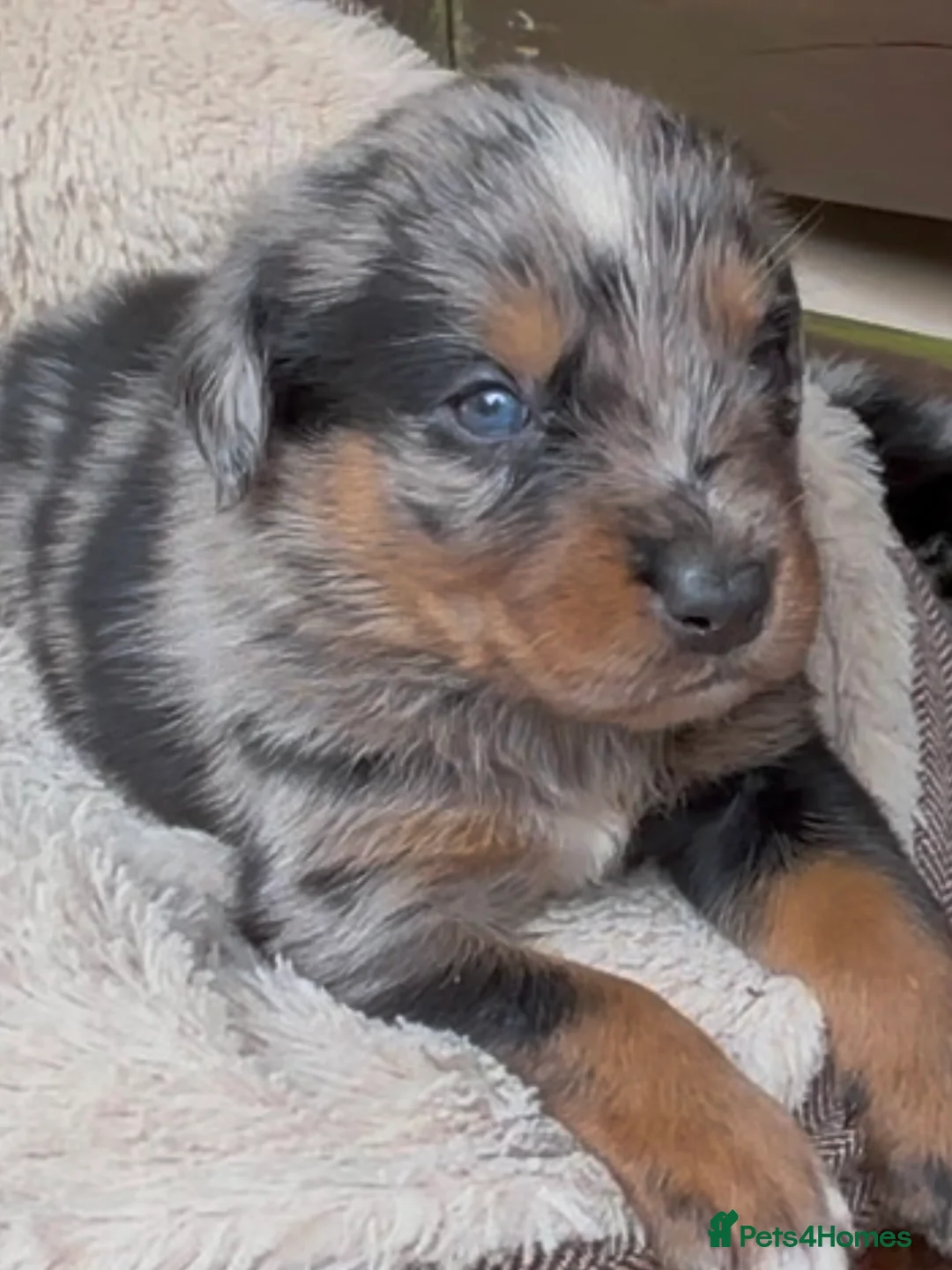 Mixed Breed dogs for sale: Border Rotty puppies for sale  - Advert 2