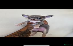 Chihuahua dogs for sale: ❤️Health tested tiny Chihuahua puppies❤️ - Image 1