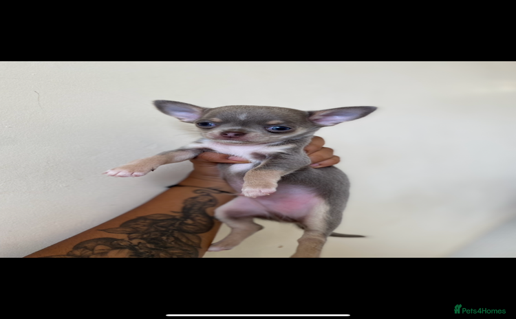 Chihuahua dogs - Advert 7