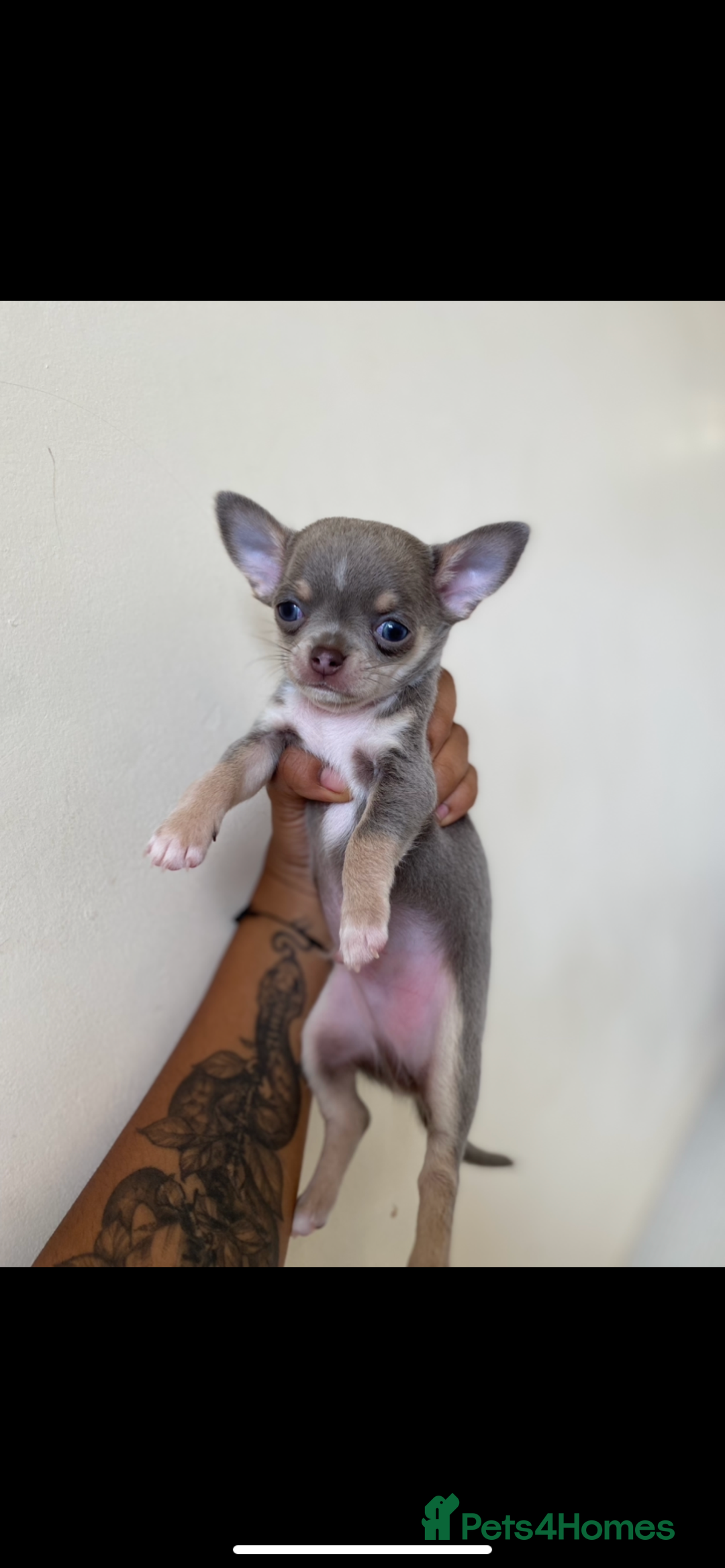Chihuahua dogs for sale: ❤️Health tested tiny Chihuahua puppies❤️ - Image 1