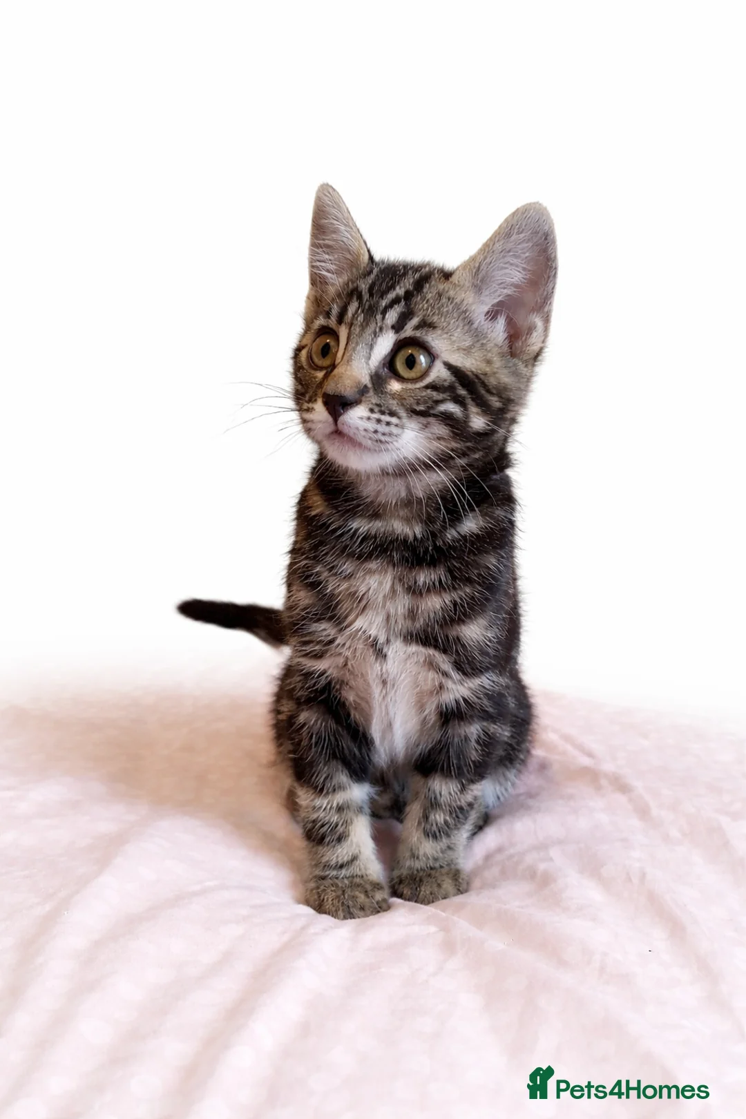 Mixed Breed cats for sale: Stunning Bengal Mix Kitten - Advert 19