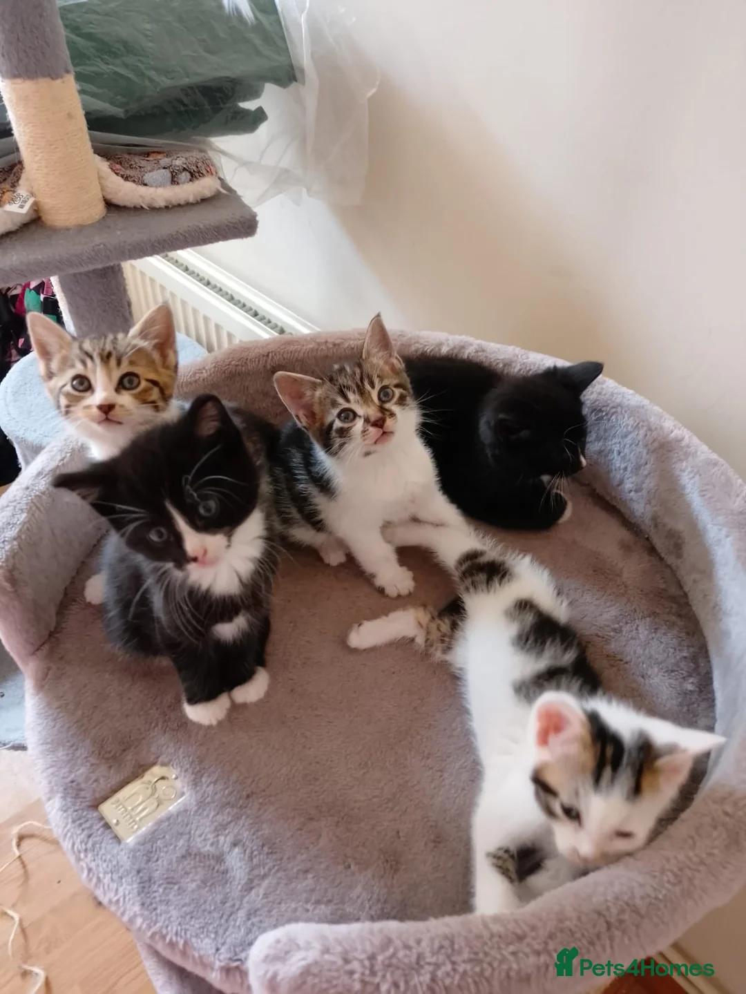 Mixed Breed cats for sale: New born kittens  - Advert 6
