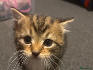 British Shorthair cats Kitten for sale with mum cat - Advert 3